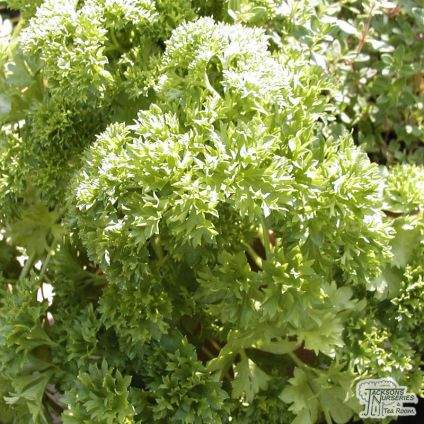 Parsley  (Petroselinum Crispum)